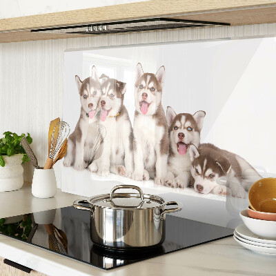 Szklana deska kuchenna Szczeniaki husky