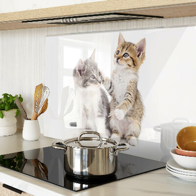 Deska kuchenna szklana Koty na białym tle