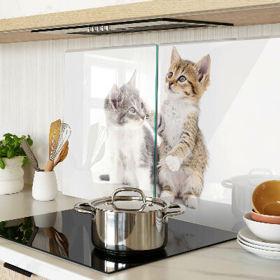 Deska kuchenna szklana Koty na białym tle