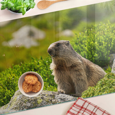 Snijplanken van glas Marmot tegen een achtergrond van groen gras