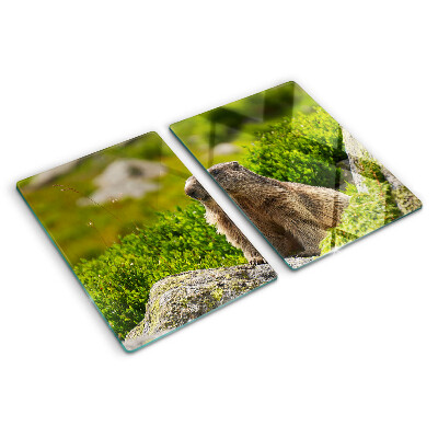 Snijplanken van glas Marmot tegen een achtergrond van groen gras