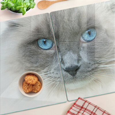 Szklana deska kuchenna Kot z niebieskimi oczami