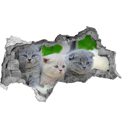 Zelfklevende 3D wandsticker illusie Kittens in een gat in de muur