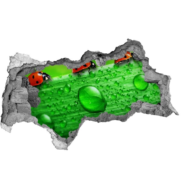 Dziura 3d fototapeta Kropla rosy na liściu