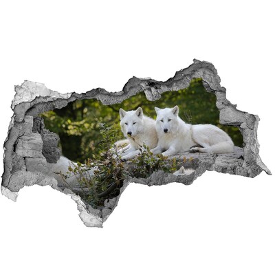 Fototapeta dziura na ścianę Arctic Wolves in a Natural Habitat
