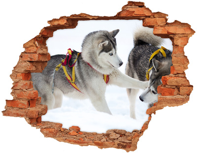 Dziura 3d fototapeta na ścianę Siberian Huskies w akcji
