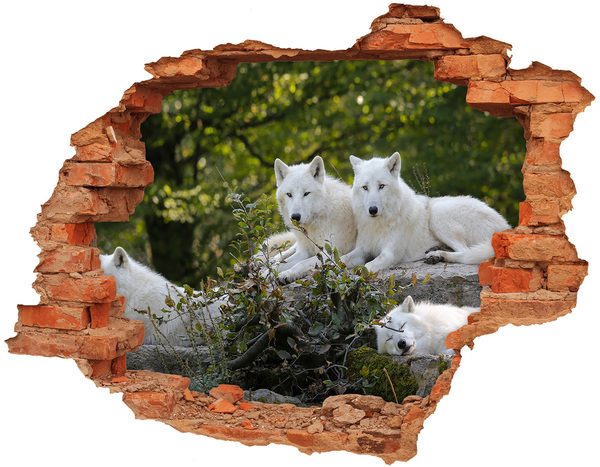 Fototapeta dziura na ścianę Arctic Wolves in a Natural Habitat