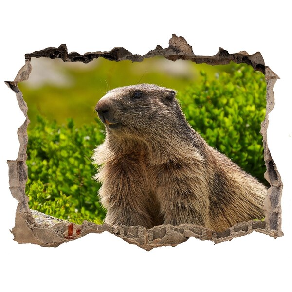 Zelfklevende muursticker 3D gat Marmot in het wild