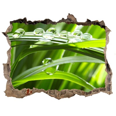 Wandsticker 3D doorkijk Groene weide met waterdruppels