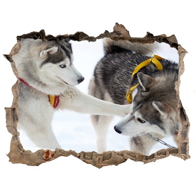 Wandsticker 3D gat met uitzicht Siberische husky's in actie
