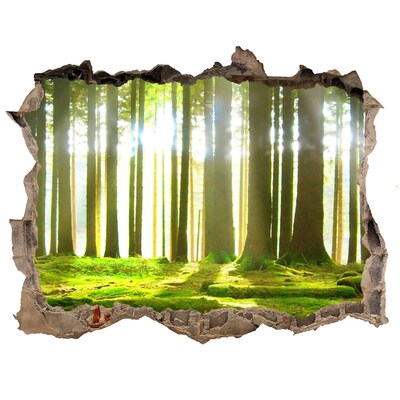 Wandsticker 3D doorkijk Groen bos met zonnestralen
