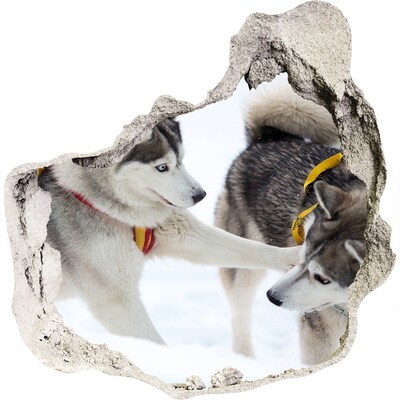 tegelstickers Siberische husky's in actie