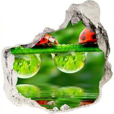 Dziura 3d fototapeta na ścianę Kropla natury z biedronką