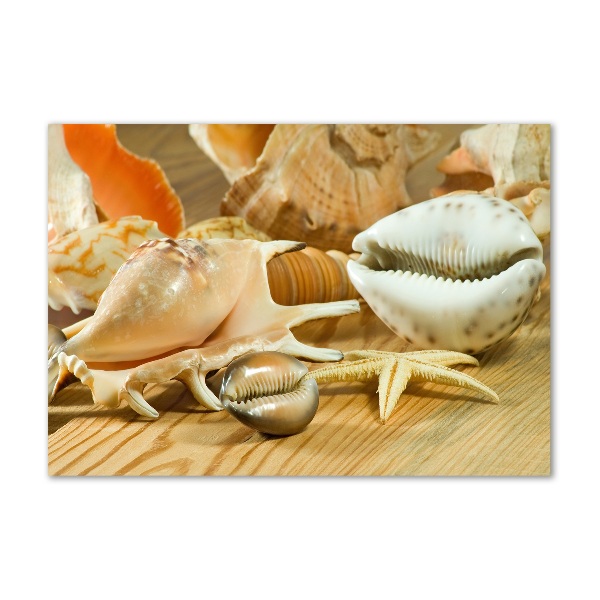 Schilderij op acrylglas Schelpen op hout