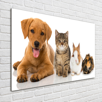 Foto plexiglas Hond en kat