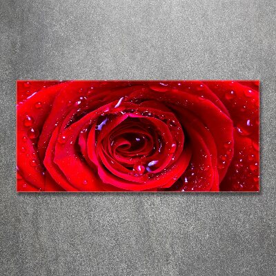 Schilderij op acrylglas Roosbloem