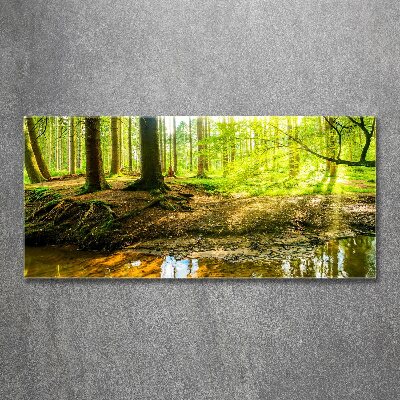 Schilderij op acrylglas Zonnestralen in het bos