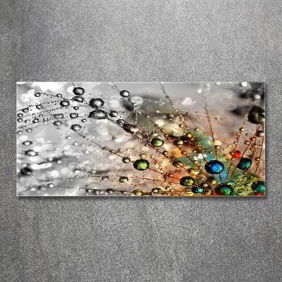 Foto obraz szkło akryl Nasiona dmuchawca