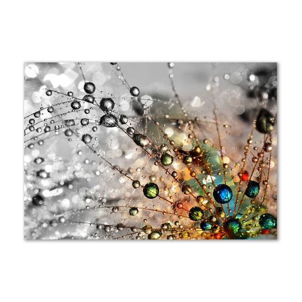 Plexiglas foto Paardenbloemzaden