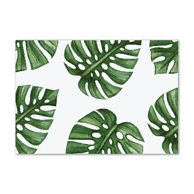 Obraz zdjęcie na ścianę akryl Monstera