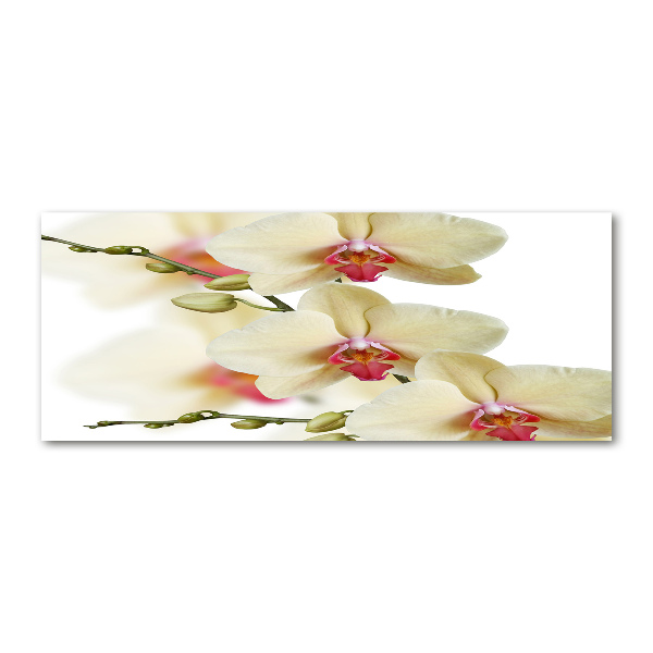 Plexiglas schilderij Orchidee