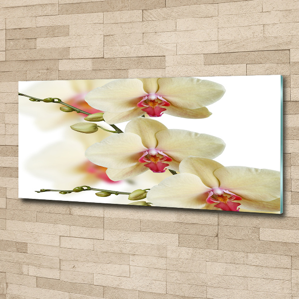 Plexiglas schilderij Orchidee