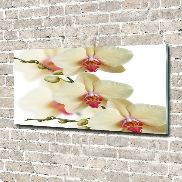 Plexiglas schilderij Orchidee