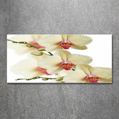 Plexiglas schilderij Orchidee