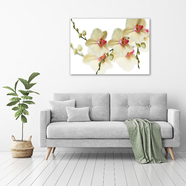 Plexiglas schilderij Orchidee