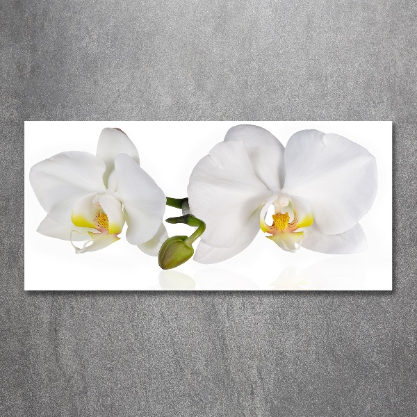 Plexiglas schilderij Orchidee