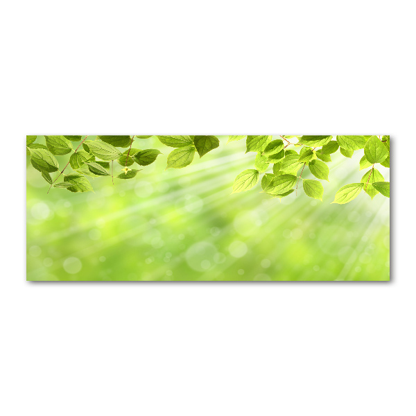 Plexiglas foto Bladeren