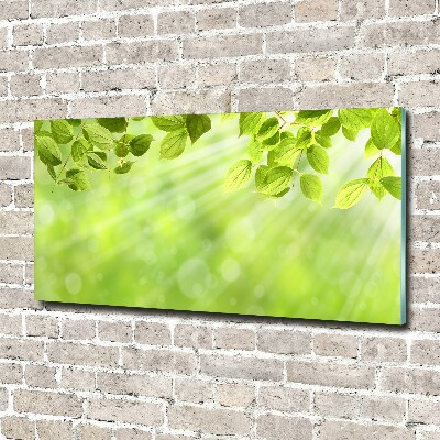 Plexiglas foto Bladeren