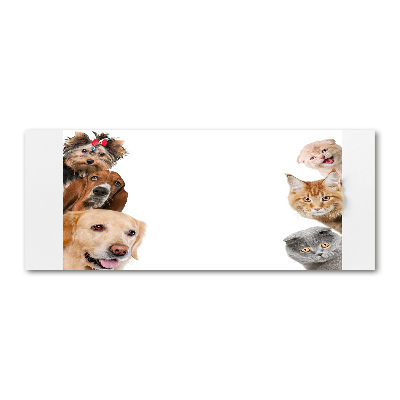 Foto in plexiglas Honden en katten
