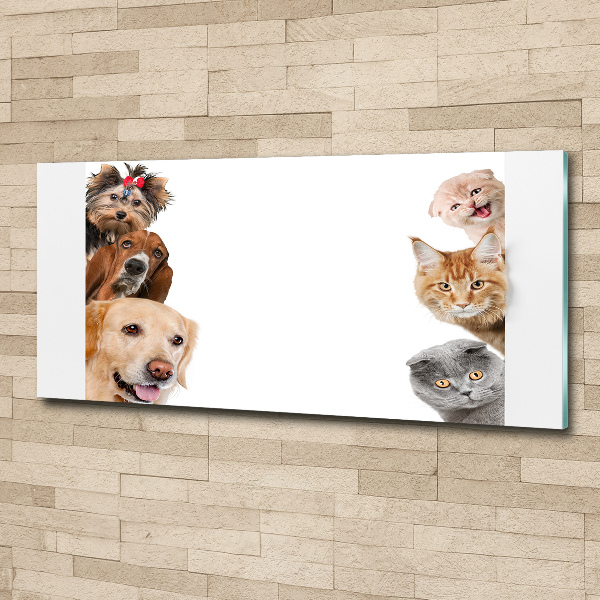 Foto in plexiglas Honden en katten