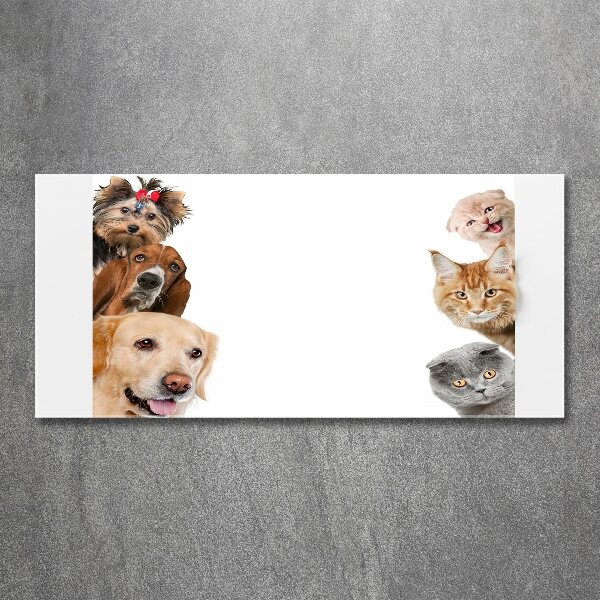 Foto in plexiglas Honden en katten