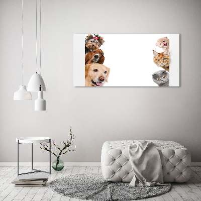 Foto in plexiglas Honden en katten
