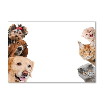 Foto in plexiglas Honden en katten