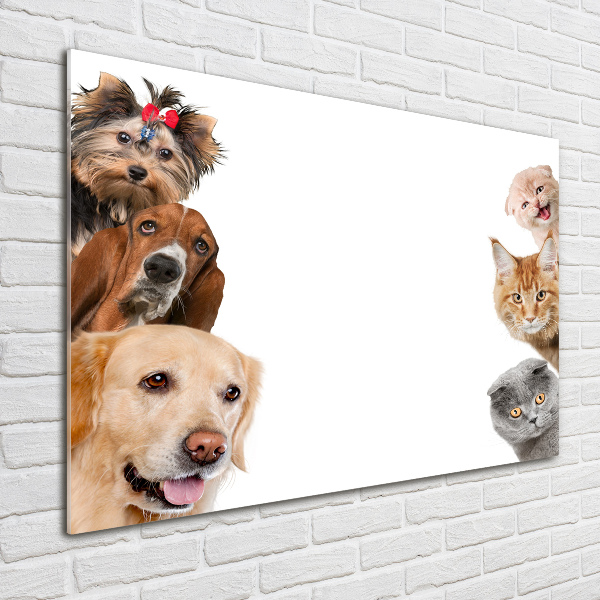 Foto in plexiglas Honden en katten