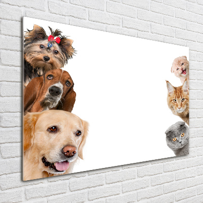 Foto in plexiglas Honden en katten