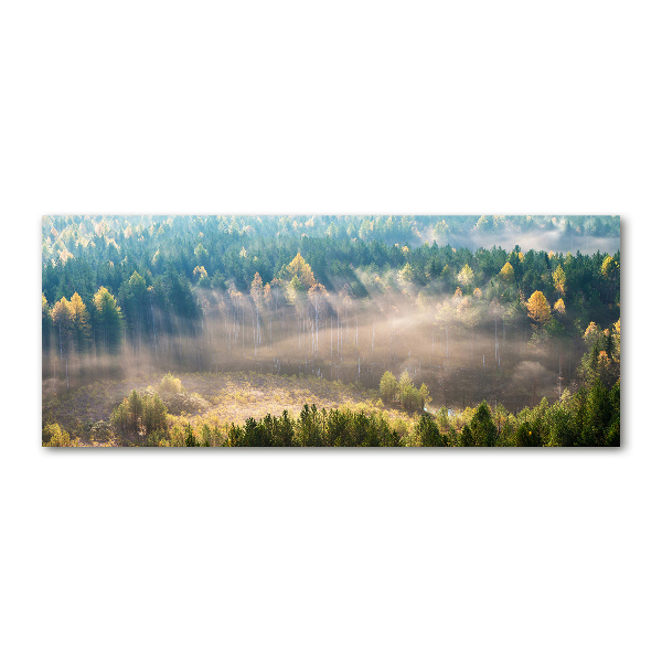 Foto op plexiglas Mist in het bos