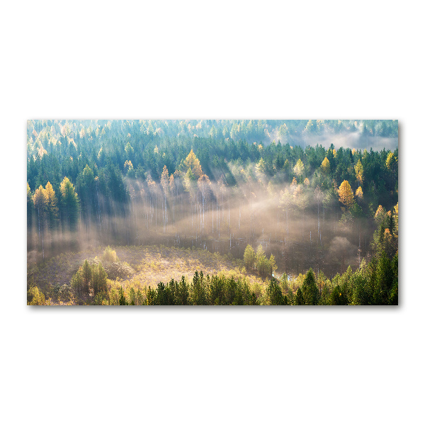 Foto op plexiglas Mist in het bos