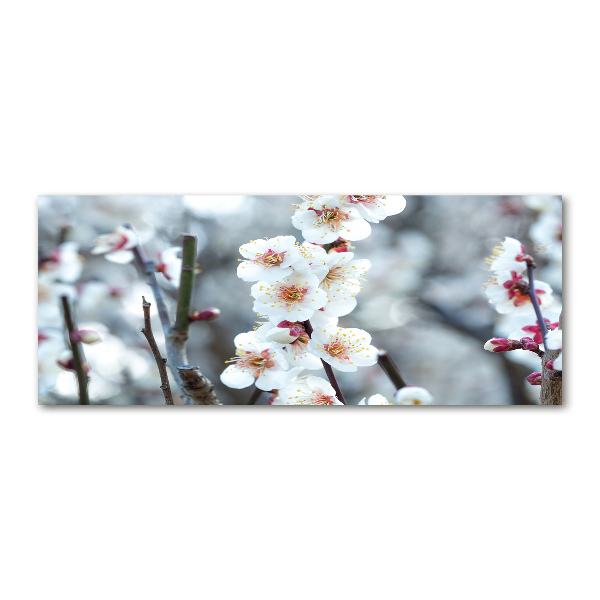 Foto plexiglas Kersenbloesems