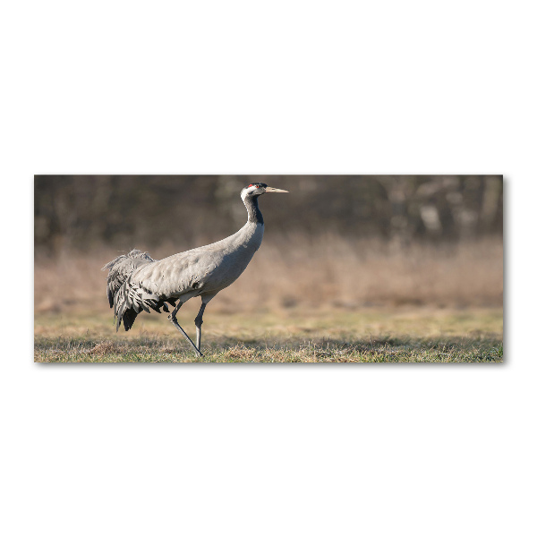 Foto op plexiglas Reiger