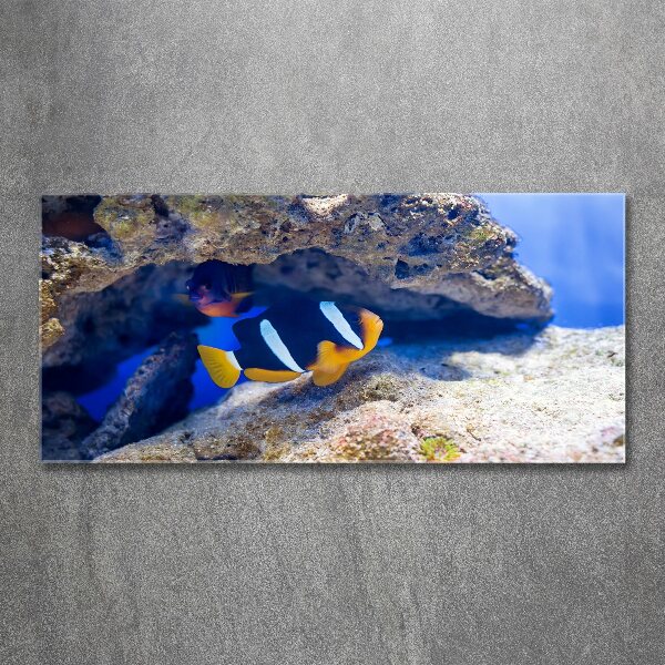 Plexiglas foto Tropische vissen