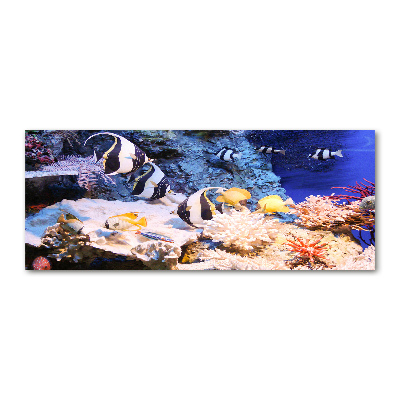 Foto plexiglas Koraalrif