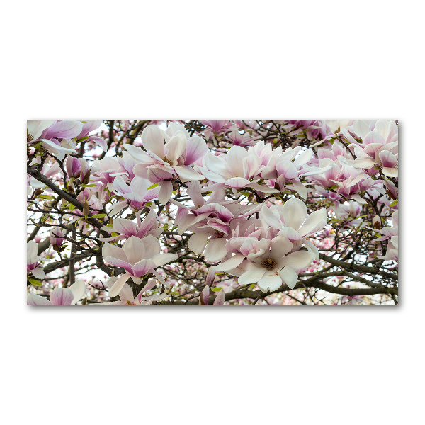 Plexiglas foto Magnolia bloemen