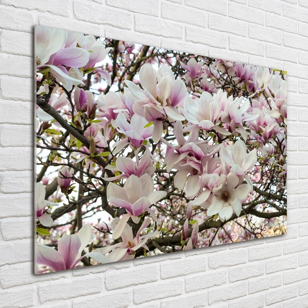Plexiglas foto Magnolia bloemen