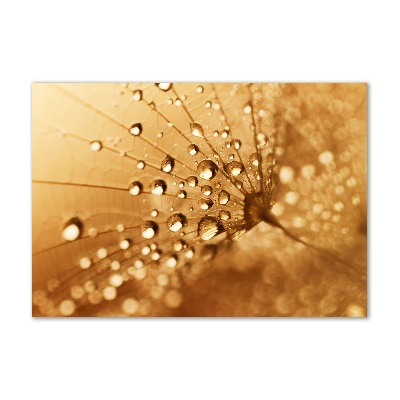 Foto op plexiglas Paardebloem