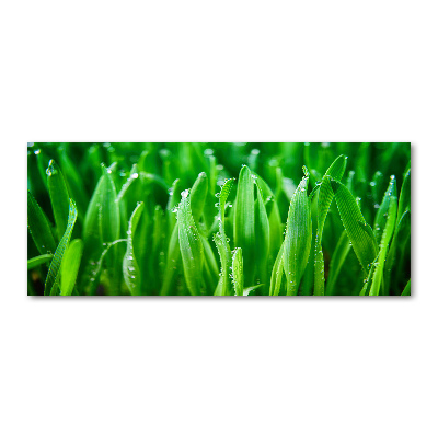 Plexiglas schilderij Gras