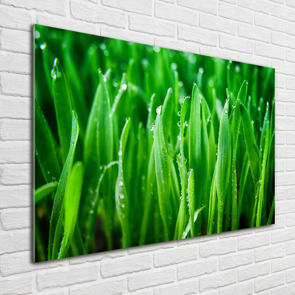 Plexiglas schilderij Gras